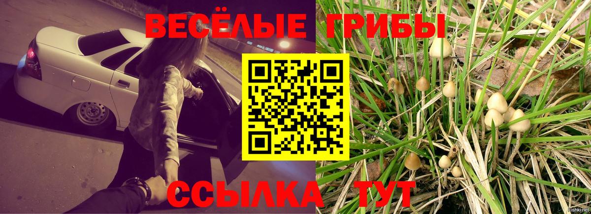 Псилоцибиновые грибы Cubensis Россия